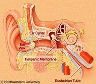 Ear Canal