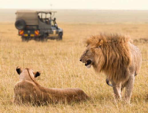 Lion Loud Roar Sounds - intense lion roaring sounds