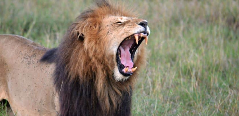 Lion Roar 2 - Sound Effect 