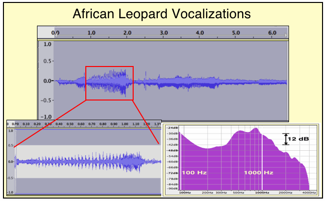 Figure 3. Vocalization of the young male leopard in the tree of the accompanying video. Just a short sample was taken of the initial sound, and drawn out, to show the vocal cord modulations (from rectangular box to lower left), and then the spectrum of that portion of the vocalization (lower right). 