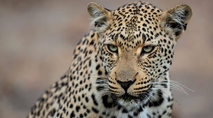 Featured image for “The Sounds of Africa – Leopard”