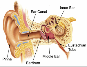 Figure 1. The ear canal terminating at the Tympanic membrane. Artist rendering showing the tympanic membrane fairly vertical.