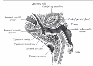 Figure 3. Right ear tympanic membrane as viewed from above, showing that the posterior portion is closest to the aperture of the ear canal.