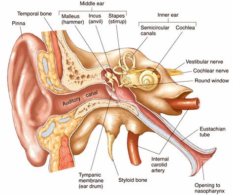 ear-anatomy