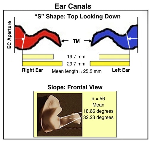 Figure `10.  General “S” shape of the external auditory meatus, along with a range of canal lengths (top, as measured from the aperture), and general slope of the ear canal . (Staab, 2002).(bottom).  (Staab, 2002).