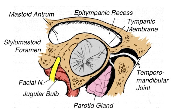  Figure 5. Adjoining structures/areas to the external auditory meatus (right ear), as viewed from the aperture of the ear canal toward the tympanic membrane.