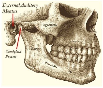 Figure 8. The condyloid process of the ramus of the mandible articulates just anterior to the external auditory meatus, resulting in dimensional changes in the ear canal during jaw movement, regardless of the purpose (speaking, mastication, etc).