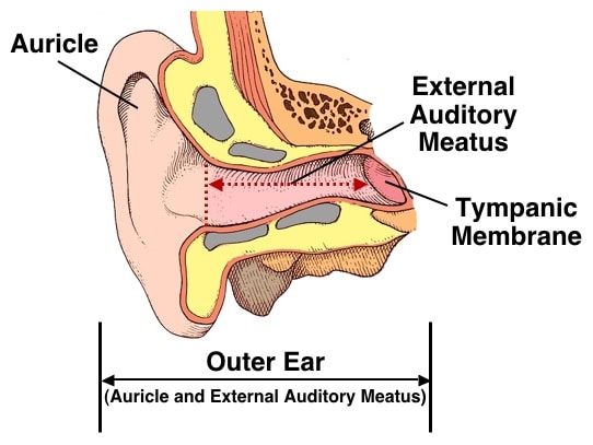 Figure 2. Outer ear, consisting of the auricle and the external auditory meatus (canal). The external auditory meatus extends from the aperture (opening) of the ear canal to the tympanic membrane (shown by the dotted line).