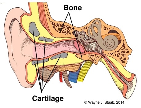 Figure 3.     The skeletal structure of the external auditory meatus consists of cartilage distally, and bone medially.