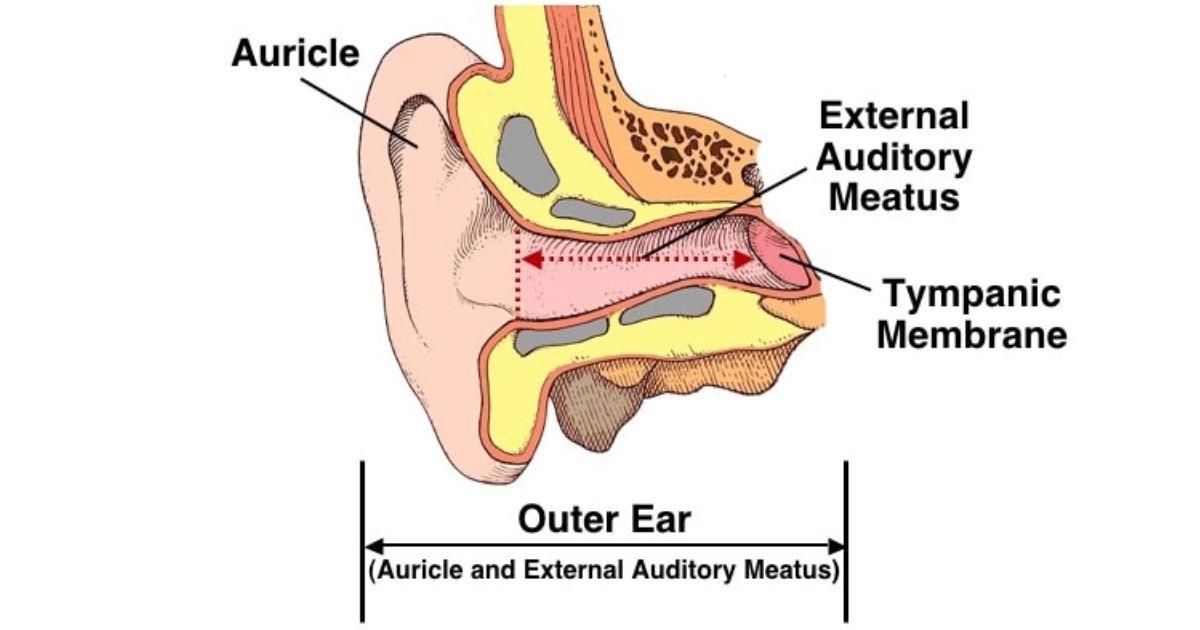 ear canal anatomy structure