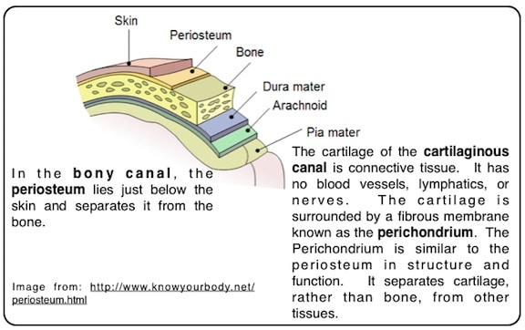 Figure 2. Illustration showing that in the ear canal, there is a layer of separation between the skin and the bordering bony and cartilage structures. In the osseous canal it is periosteum, and in the cartilaginous canal it is perichoncrium that forms this separation. 