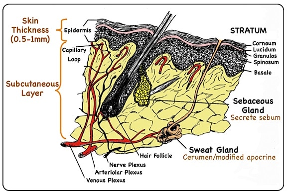 Figure 4. Detailed drawing of the skin layer of the cartilaginous ear canal. It is typical of general human body composition as seen in Figure 3. The cartilage lies beneath this subcutaneous layer.