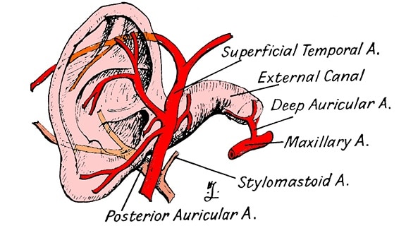 Figure 6. The blood supply to the ear, to be viewed with Figure 5 to gain an appreciation of its abundant blood supply, with the ear canal shown.
