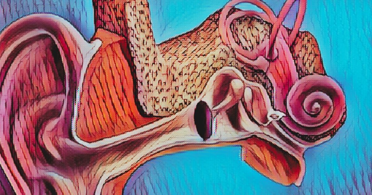 inner ear anatomy cochlea