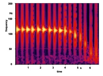Figure 4. Short-time spectrograms of a sequence of bottle-tapping sounds. During the measurement the bottle approaches the pinna until close mechanical contact at about 6 seconds.
