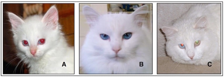 Figure 1.  A - albino kitten.  The pinkish-red eyes are a reflection of excess light, revealing the color of blood vessels.  B – white cat with blue eyes.  C - white cat with “odd” colored eyes.