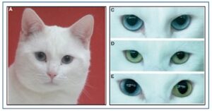 White Cats And Deafness | Hearing Health & Technology Matters