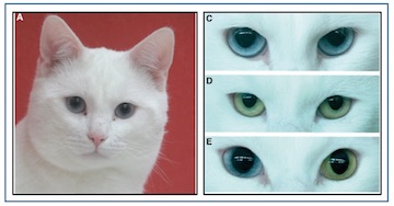 White Cats and Deafness | Hearing Health & Technology Matters