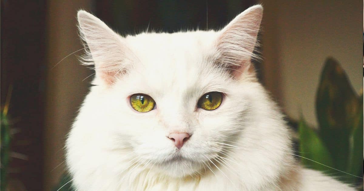 deaf cat albino