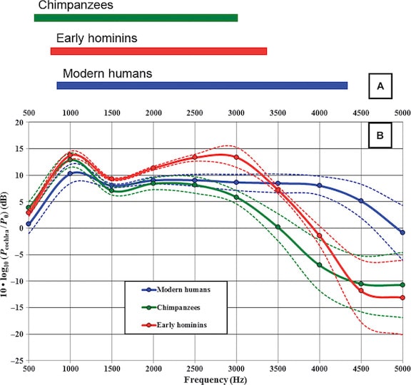 Figure 2. Model results for chimpanzees, modern humans, and early hominins from 0.5 to 5.0 kHz. (A) The occupied band is similar in chimpanzees and early hominins, but is shifted toward slightly higher frequencies in the latter. Modern humans show a widened occupied band that is further extended toward higher frequencies. (B) The sound power transmission curves correspond to decibels at the entrance to the cochlea relative to P0 = 10−18 W for an incident plane wave intensity of 10−12 W/m2. The mean value ± 1.0 (Quam, et. al., 2015).