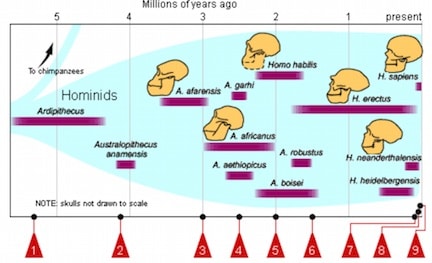 Figure 1. Time line of hominid progression. fhs-bio-wiki.pbworks.com