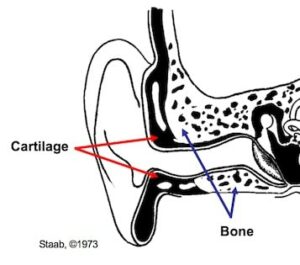 Figure 4. General drawing of the ear canal (external auditory meatus) showing the areas lined by cartilage and bone.