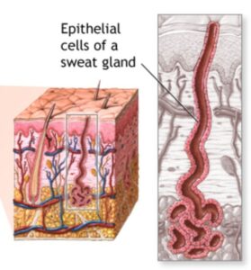 Figure 3. Eccrine sweat glands found in most of the body with the exception of the ear canal. Their secretion (water and sodium chloride) emerges through the skin at surface pores. Eccrine sweat glands respond to heat. These are NOT found in the ear canal, but are identified here to show how their secretions emerge through pores in the skin as opposed to apocrine sweat glands whose secretions exit along the surfaces of hair shafts.