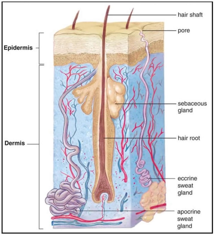 Figure 4. Illustration showing the difference between eccrine and apocrine sweat glands. Eccrine sweat glands are smaller, not as deep, and exit their secretions in pores of the skin. Eccrine glands are NOT found in the ear canal. Apocrine sweat glands are found in the outer portion of the ear canal. They are larger, deeper, and exit a thicker secretion along the surface of a hair shaft.