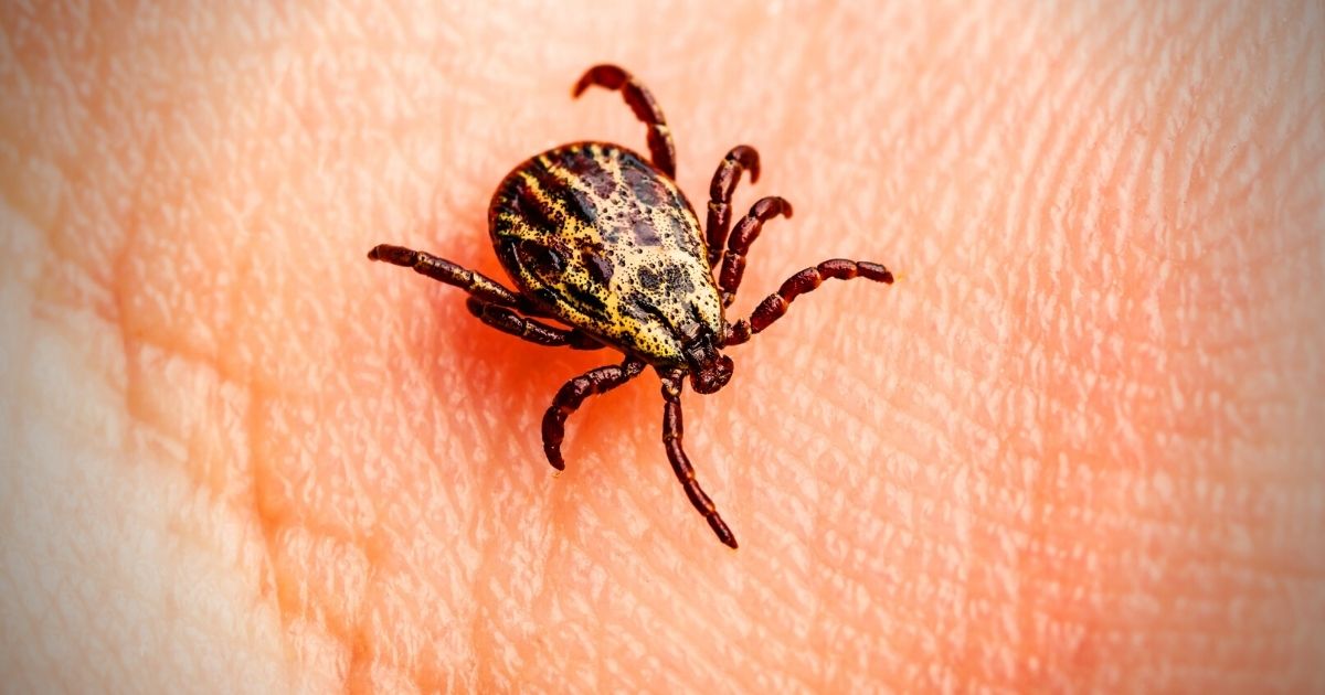 Featured image for “Lyme Disease and Hearing Loss”