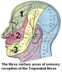 Figure 1.  Surface areas of sensory reception of the Trigeminal (N5) nerve.