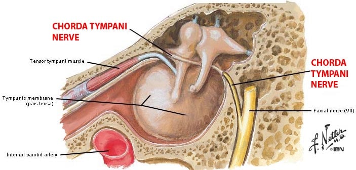 Figure 2.  Chorda tympani nerve location relative to the middle ear.  (Netter illustration).