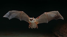 Figure 12. Lesser bulldog bat, capable of producing ultrasonic sounds as high as 137 dB. Photo from Stephen Dalton.