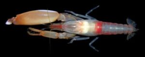 Figure 9. Pistol shrimp showing its single large claw that is used to create a cavitation bubble to kill or stun fish. Image from Anirudh in Interesting Facts, 2/23/2013.