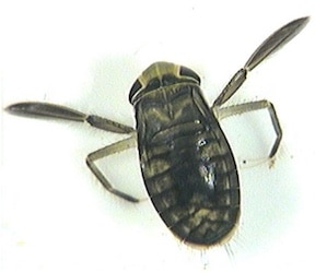 Figure 10. The water boatman, a European insect, may produce the loudest sound of its size for any creature, at 99.2 dB. Wikipedia photo.