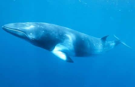 minke whale sound