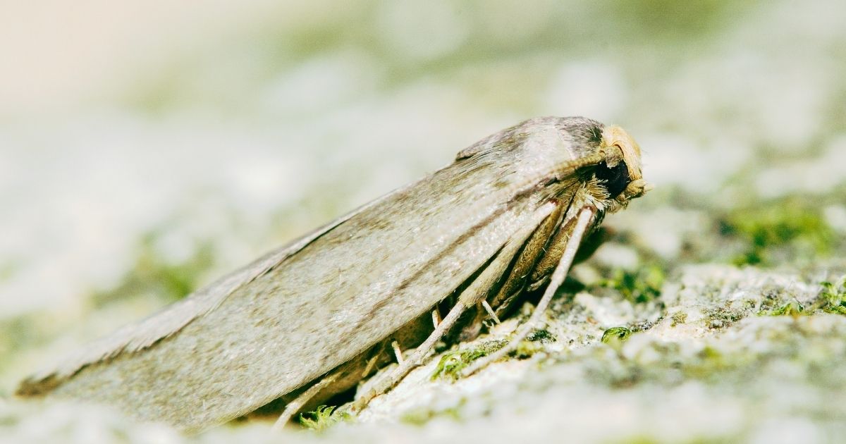 moth high frequency hearing