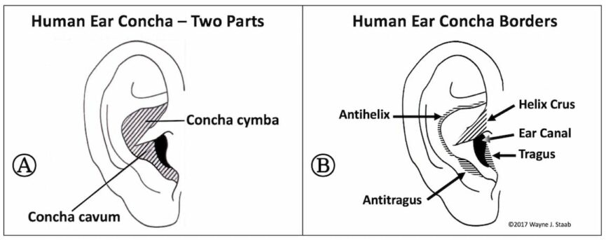 Human Concha Measurements - Hearing Health & Technology Matters