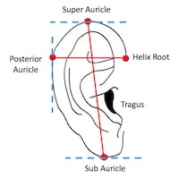 Featured image for “The Human Ear – The Auricle Part 2”