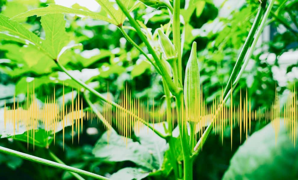 sounds made by plants