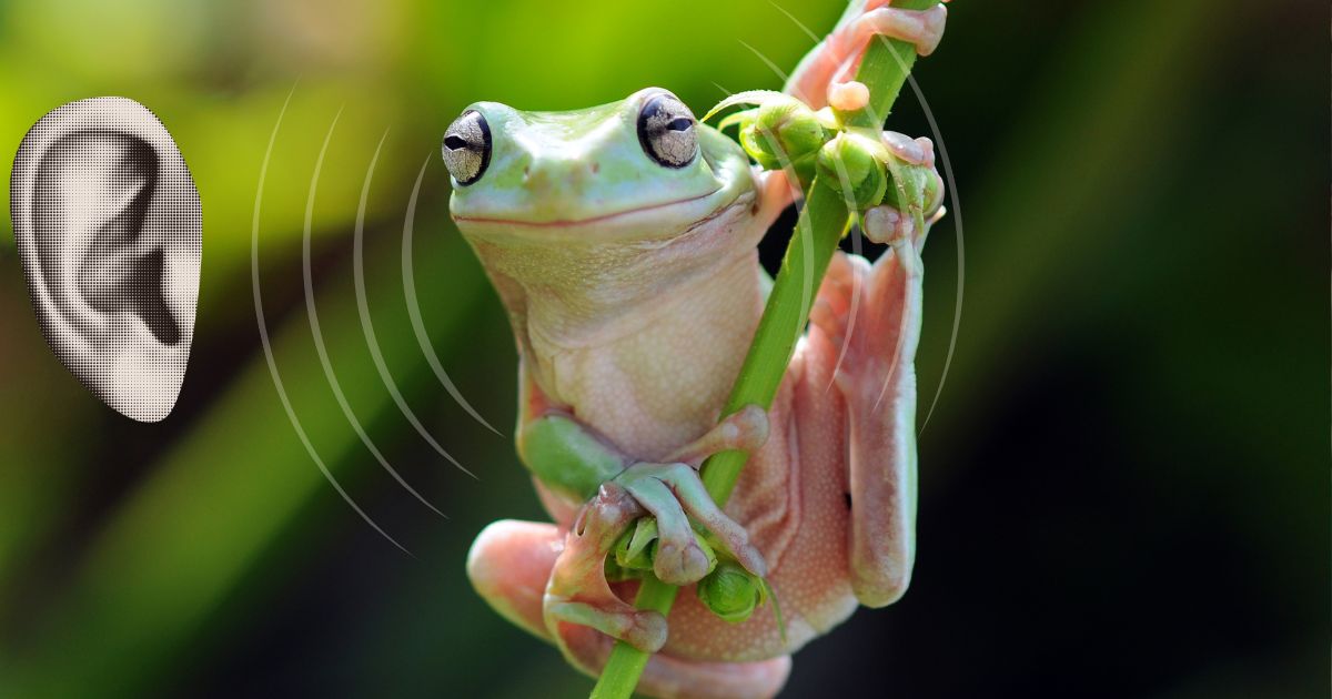 hearing frog croak hearing loss