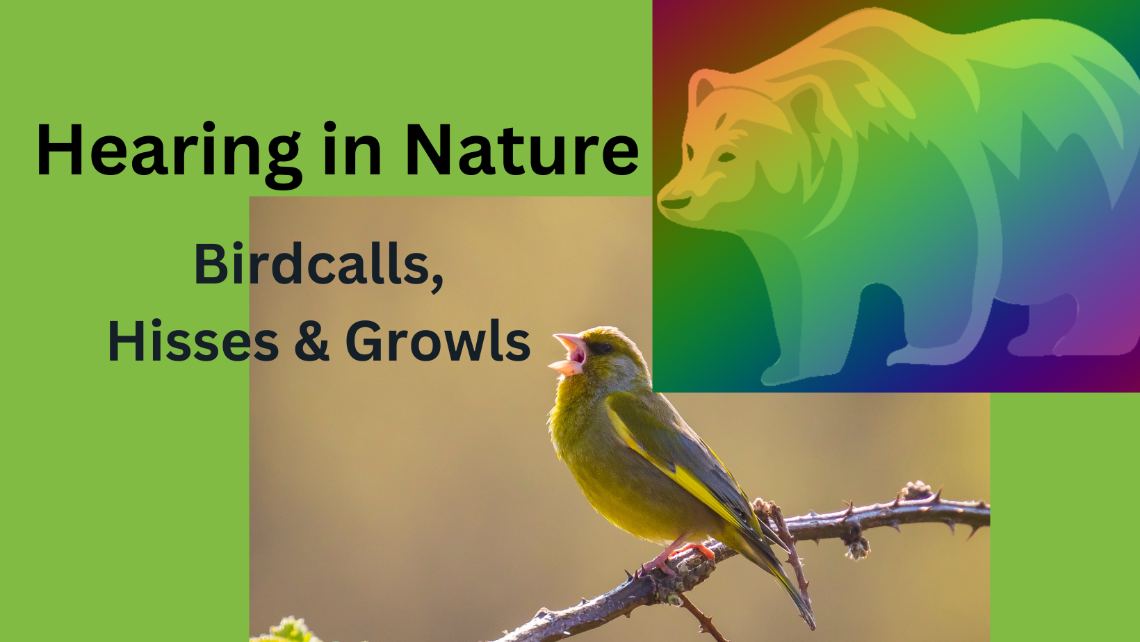Featured image for “Hearing Nature: Birdcalls, Hisses and Growls”