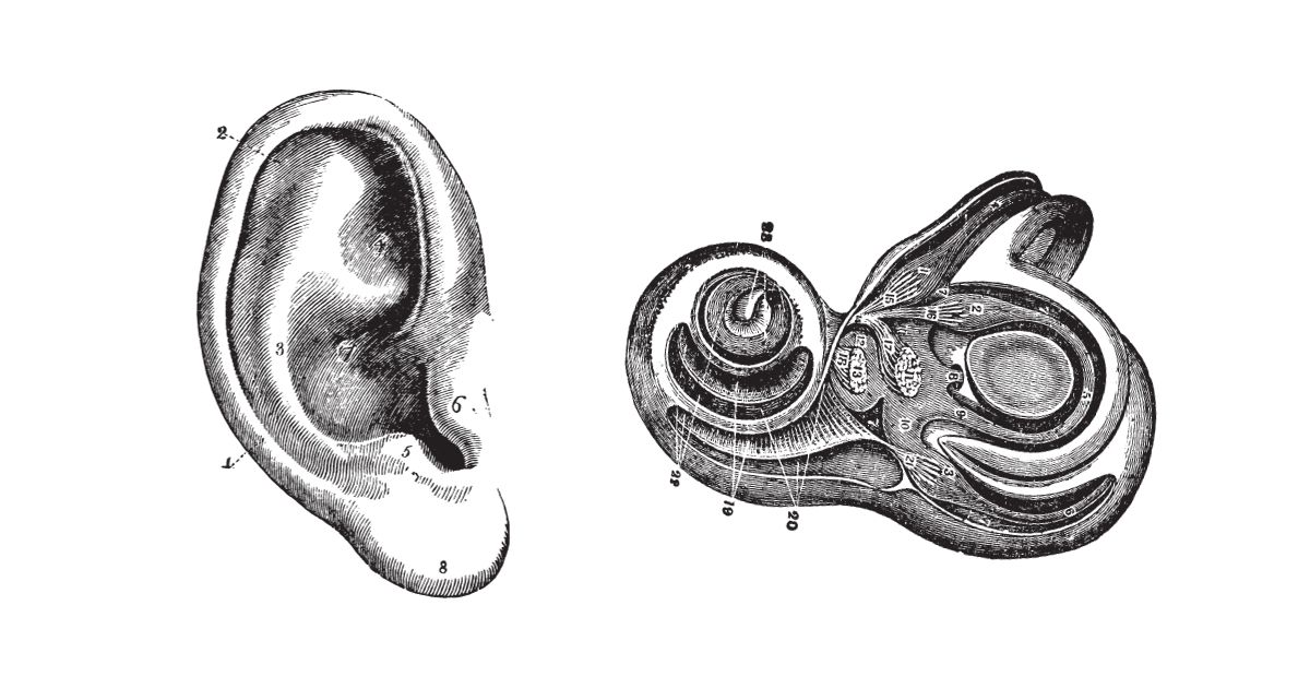 cochlear anatomy