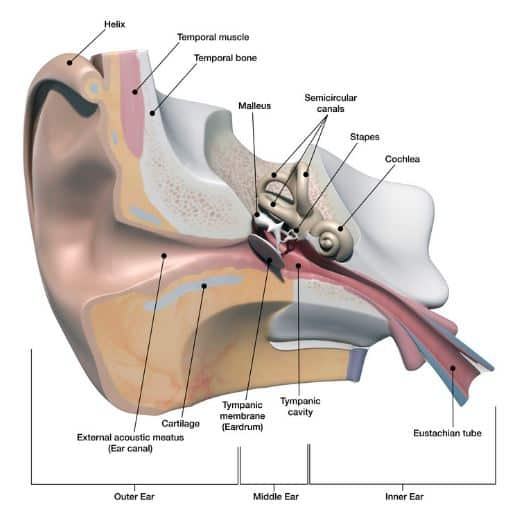 parts of the ear