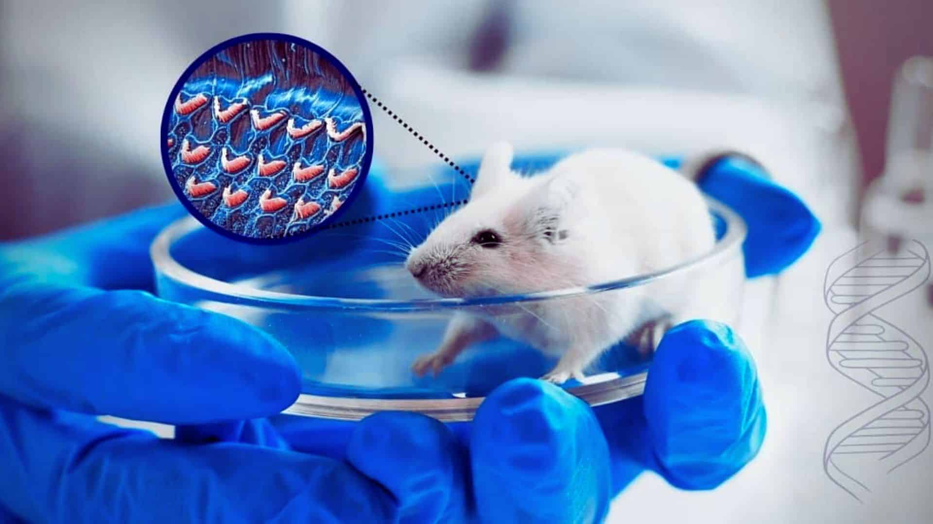 Featured image for “Late-Stage Gene Therapy Treatment Still Effective in Reversing Hearing Loss in Mice with Atypical DFNB9 Deafness”