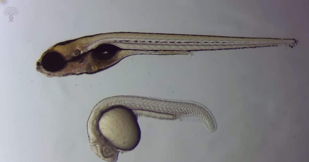 Featured image for “New Genes Linked to Hair Cell Regrowth in Zebrafish May Offer Clues for Future Hearing Loss Treatments”